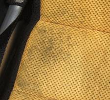 Mold or Fungus: Something is Growing in the Seat
